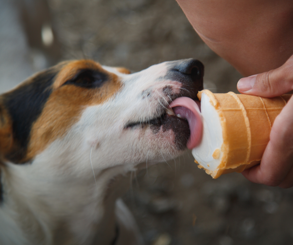 Dog with Cone